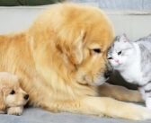 「猫は最高の友達」だと息子に教えるレトリバーのパパ。どうやらちゃんと伝わったようで、とっても可愛い光景が ( *´艸｀)