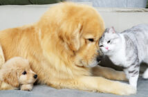 愛情を交換し合う犬と猫