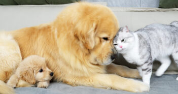 愛情を交換し合う犬と猫