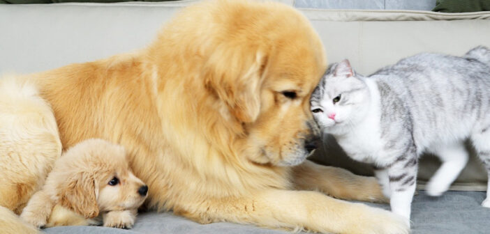 愛情を交換し合う犬と猫