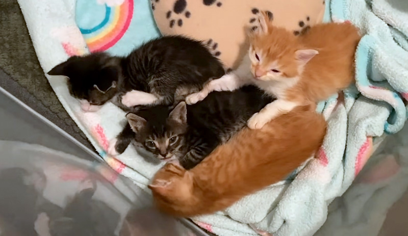 話しかけてくる子猫達