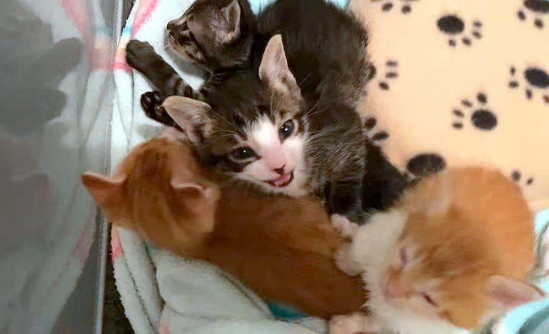 話しかけてくる子猫達