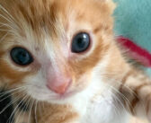 眠たそうな顔でいっぱい話しかけてくる子猫達。養育主さんとの可愛い会話に思わず胸がキュンとする ( *´艸｀)♡