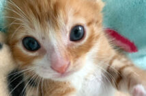 見つめてくる子猫