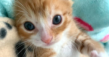 見つめてくる子猫