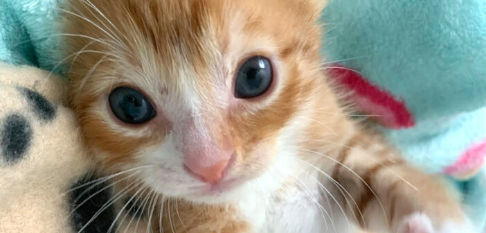 眠たそうな顔でいっぱい話しかけてくる子猫達。養育主さんとの可愛い会話に思わず胸がキュンとする ( *´艸｀)♡