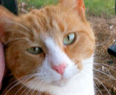 非常に警戒心の強い野良猫に、家のそばで出会った夫婦。世話を始めて4年後に、予想外のサプライズが待っていた！