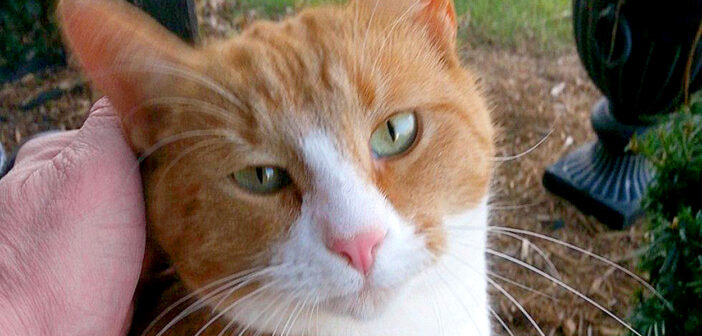 非常に警戒心の強い野良猫に、家のそばで出会った夫婦。世話を始めて4年後に、予想外のサプライズが待っていた！