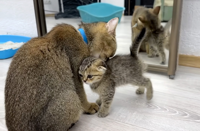 母猫に促される子猫