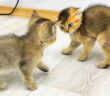 喧嘩する子猫達