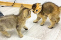 喧嘩する子猫達