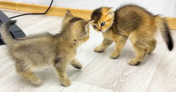 喧嘩する子猫達