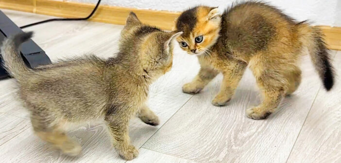 喧嘩する子猫達