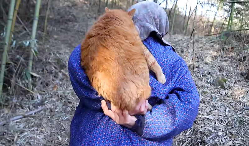 おばあちゃんにおんぶされる猫