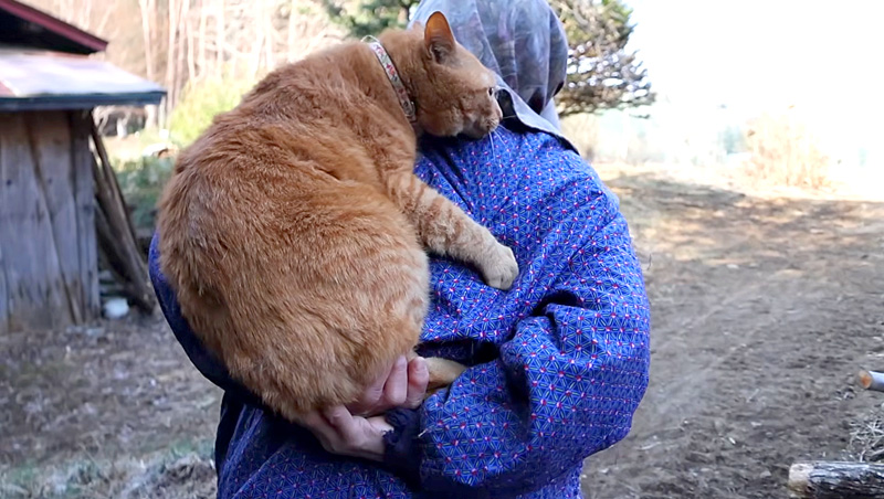 おばあちゃんにおんぶされる猫