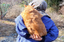 おばあちゃんにおんぶされる猫