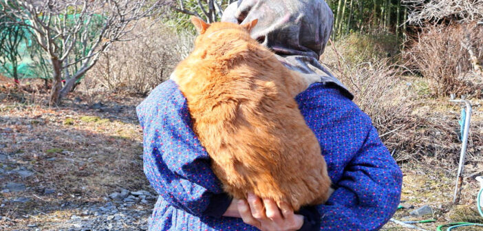 大好きなおばあちゃんにおんぶされながら山を登る猫さん。その姿がとっても幸せそうで思わず心が和む (*´ェ`*)♡