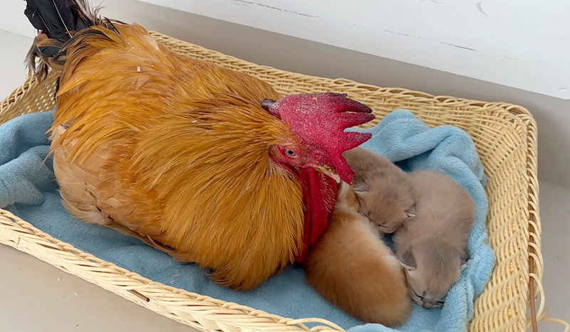 子猫達を世話背するおんどり