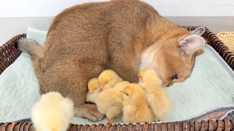 ヒヨコ達を世話する母猫