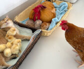 子猫達を世話するおんどりと、ヒヨコ達を世話する母猫。そんな種族の垣根を超えた愛情に、めんどりも思わずビックリ！