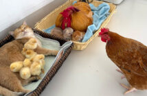 子猫達を世話するおんどりとヒヨコ達を世話する母猫