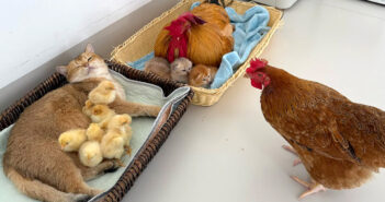 子猫達を世話するおんどりとヒヨコ達を世話する母猫