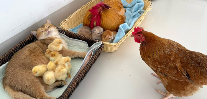 子猫達を世話するおんどりとヒヨコ達を世話する母猫