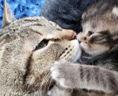 路上の生活から助け出された母猫。唯一の我が子から片時も離れることなく、常に寄り添いながら全ての愛情を注ぎ続ける