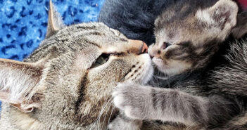 路上の生活から助け出された母猫。唯一の我が子から片時も離れることなく、常に寄り添いながら全ての愛情を注ぎ続ける 猫の親子