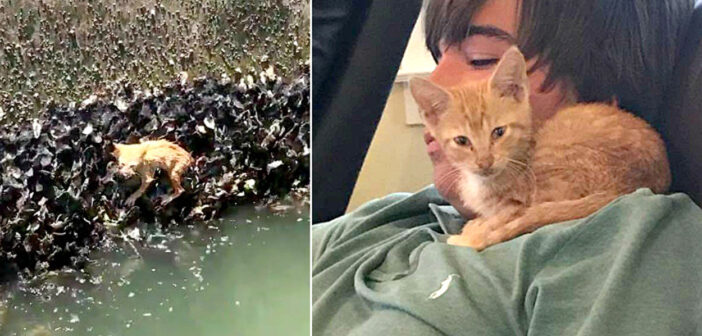 海に落ちないように、必死に牡蠣にしがみついていた子猫。助けてくれた優しい家族に、たくさんの「ありがとう」を伝える