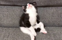 座ったまま眠る子猫