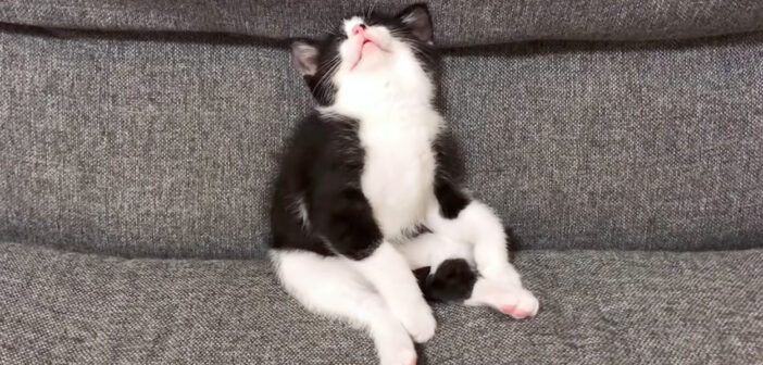 座ったまま眠る子猫