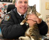 街中で警察官に飛び付いてきた子猫。一目惚れした警察官が上司を説得し、晴れて警察署の猫になる！