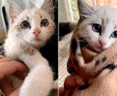 路上から救い出された怖がりな子猫。暖かい毛布に巻かれて抱っこされ続けると、閉ざしていた心に大きな変化が (*´ｪ｀*)