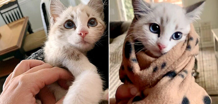 路上から救い出された怖がりな子猫。暖かい毛布に巻かれて抱っこされ続けると、閉ざしていた心に大きな変化が (*´ェ`*)