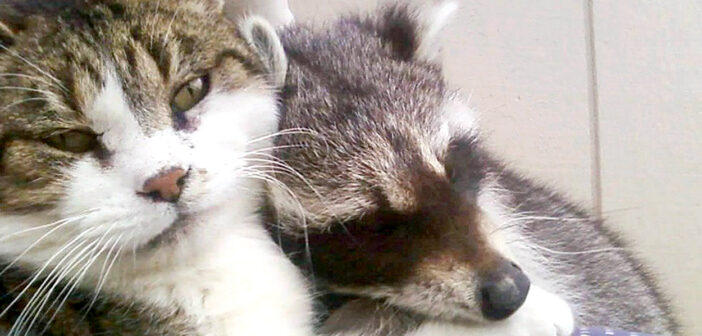 痩せ細った状態で救出されたアライグマの子供。再び野生に戻れたのは、ちょっと気難しい老猫のおかげでした (*´ｪ｀*)