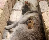 猫とリスが家の庭でバッタリ遭遇！ 何故かすぐに意気投合して、一瞬のうちに最高の友達になる (*ﾟ0ﾟ)！