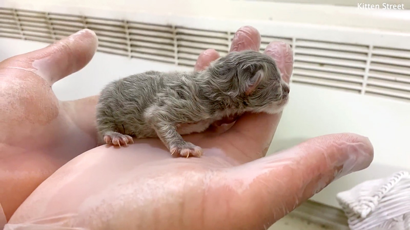 最初の日を迎えた子猫