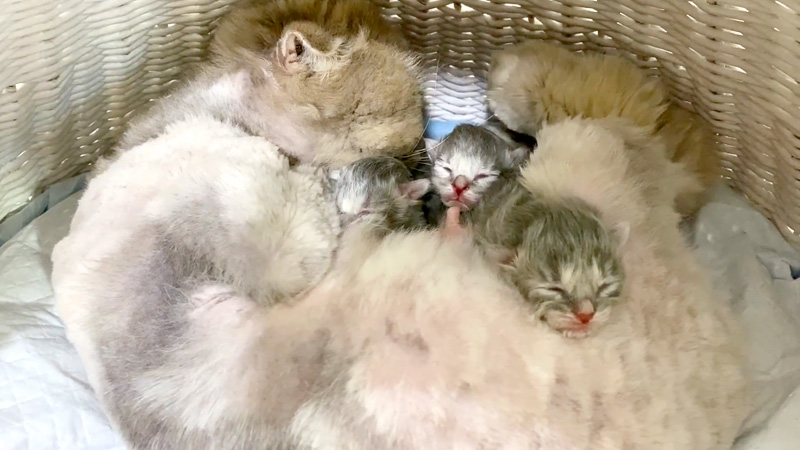 子猫達に愛情を注ぐ母猫