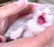 人生の最初の日を迎えた子猫