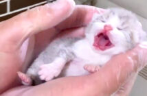 人生の最初の日を迎えた子猫