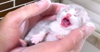 人生の最初の日を迎えた子猫