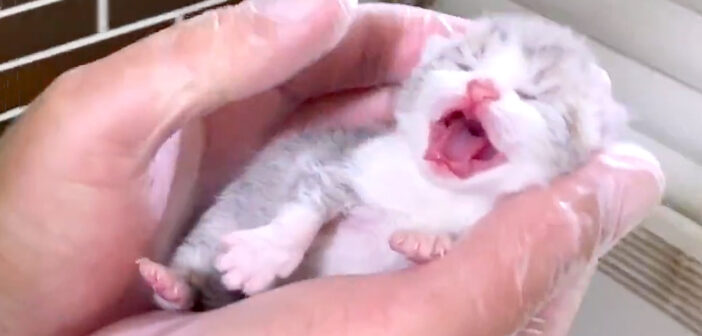人生の最初の日を迎えた子猫