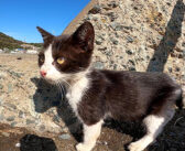 トコトコ歩く子猫の散歩について行ってみると… その道中には癒しがいっぱい詰まってました ( *´艸`)♡