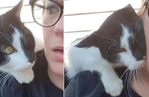 飛びついてきた猫