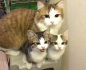 どうしても洗面台が気になる猫の親子。溢れ出す好奇心が抑えきれなくて、次々と2本足で立ち上がる姿が可愛すぎた♡