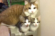 洗面台が気になる猫達