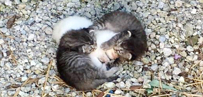 「僕達が必ず守るからね」震える妹を包み込んでいた2匹の兄猫達。安全な家に保護された後も、妹のことを守り続ける