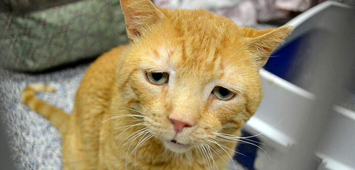 悲しそうな顔で里親さんを待ち続けた保護猫。9ヶ月後についに引き取られると、最高の笑顔を見せてくれた！