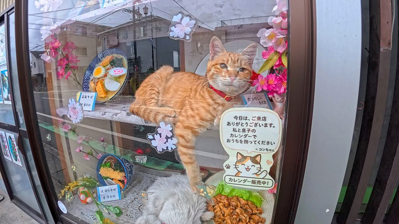 蕎麦屋の猫達
